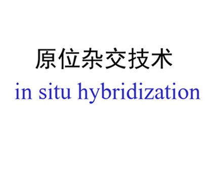 植物组织原位杂交的原理步骤应用