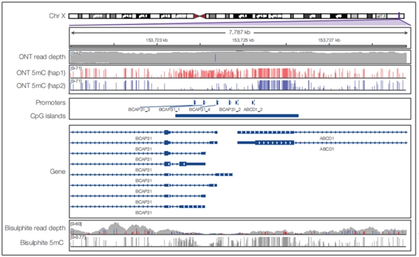 ONT DNA甲基化