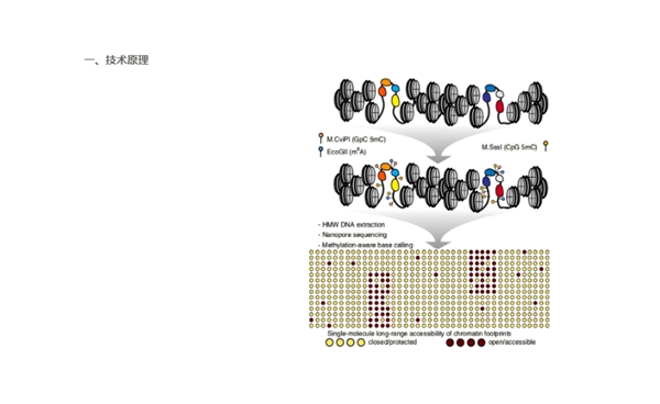 SMAC-seq