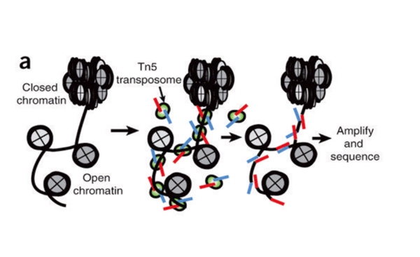 ATAC-seq